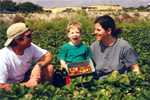 Picking Strawberries