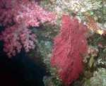 Soft Coral