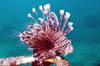 Lionfish