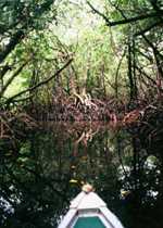 Mangrove Swamp